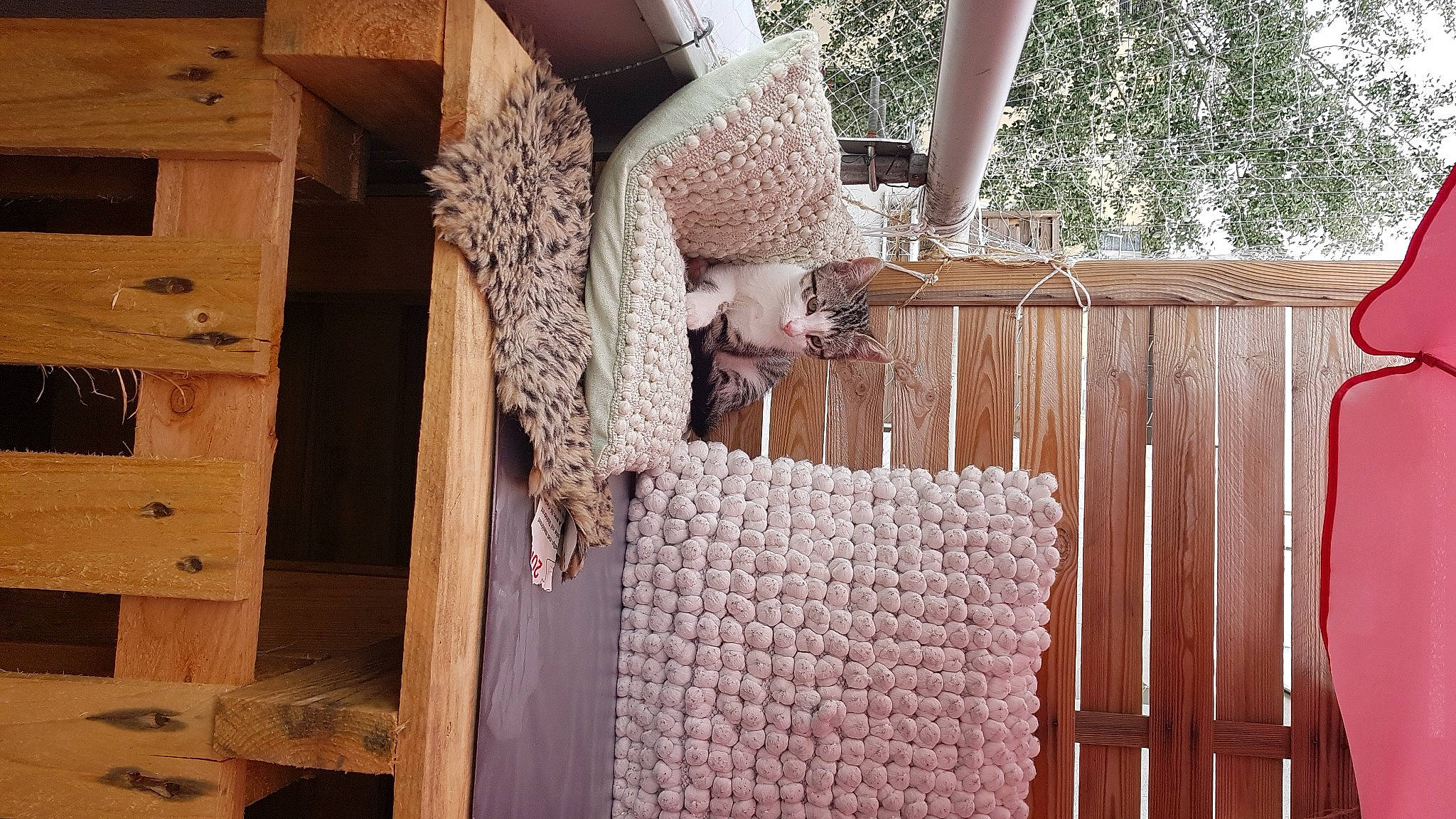 Saphir a rejoint le concours — aidez-le/la à gagner de superbes lots ! cabinetry, chair, dress, fence, hardwood, home_fencing, house, interior_design, natural_material, pattern, plant, plywood, room, textile, tree, twig, window, window_treatment, wood, wood_stain