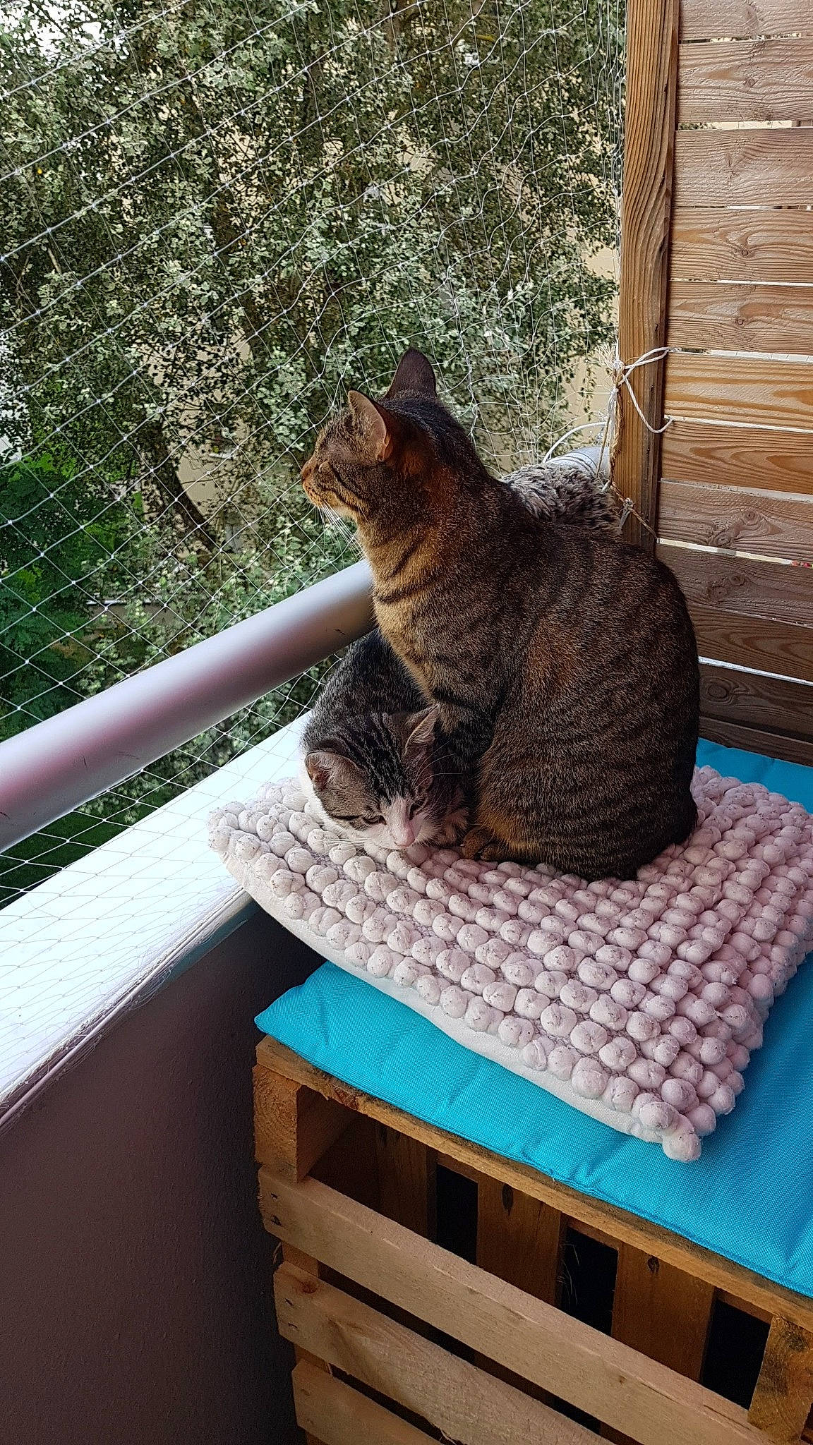 Rubis participe au concours pour gagner de l'argent avec cette photo : carnivore, cat, comfort, domestic_short_haired_cat, door, felidae, fur, grass, plant, rectangle, sitting, small_to_medium_sized_cats, snout, table, tail, terrestrial_animal, tree, whiskers, window, wood