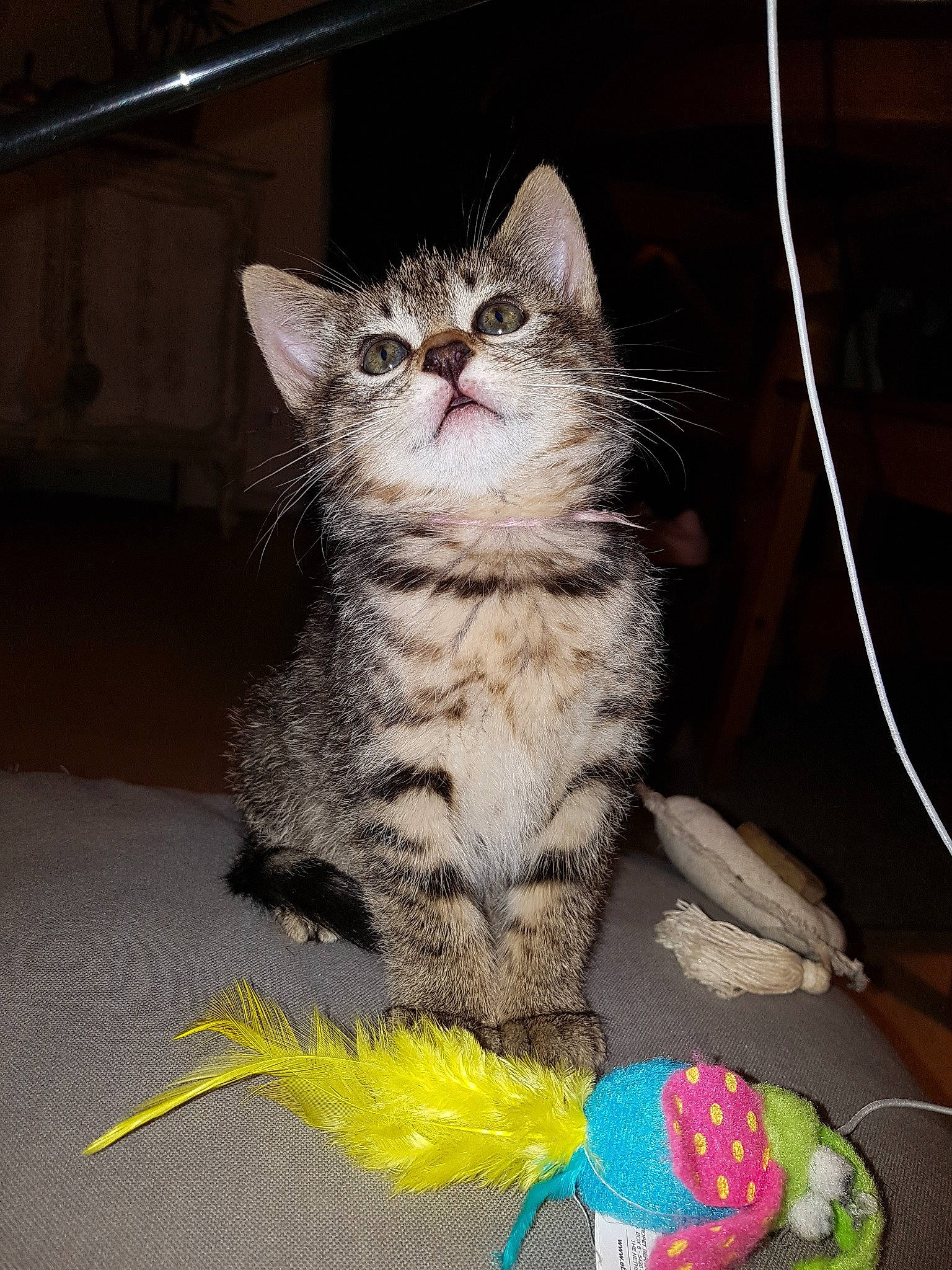 Rubis participe au concours pour gagner de l'argent avec cette photo : box, carnivore, cat, cat_toy, claw, domestic_short_haired_cat, felidae, fur, paw, photo_caption, small_to_medium_sized_cats, snout, tail, toy, whiskers