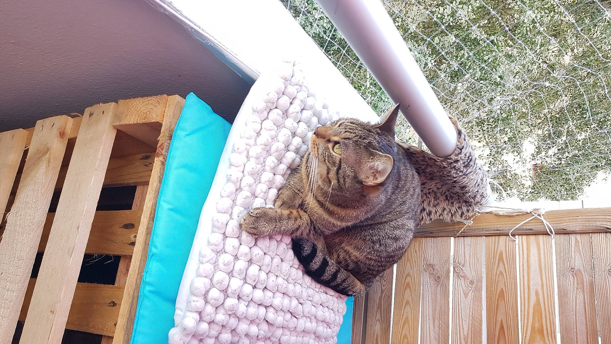 Rubis a rejoint le concours — aidez-le/la à gagner de superbes lots ! domestic_short_haired_cat, fawn, felidae, flooring, fur, linens, pattern, rectangle, small_to_medium_sized_cats, snout, tail, terrestrial_animal, thread, whiskers, wildlife, window, wood, wool