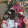 Maverick is registered to the contest to win money with this photo: antlers, black, brown_dog, christmas_tree, cute, decorated_tree, dog, festive, gift_wrapping, green_rug, holiday, holiday_decorations, indoor, lantern, pet, plaid_bandana, red, sign, sitting, snowman