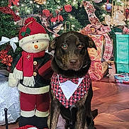 Maverick is registered to the contest to win money with this photo: bandana, bowtie, celebration, christmas_lights, christmas_tree, decorations, dog, festive, floor, gift_wrapping, green, holiday_decor, holiday_spirit, indoors, ornaments, pet, red, sitting, snowman_decoration, warm_lighting