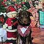 bandana, bowtie, celebration, christmas_lights, christmas_tree, decorations, dog, festive, floor, gift_wrapping, green, holiday_decor, holiday_spirit, indoors, ornaments, pet, red, sitting, snowman_decoration, warm_lighting