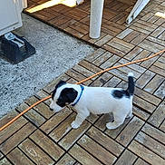 Baloo participe au concours pour gagner de l'argent avec cette photo : animal, black, black_and_white, collar, curious, dog, floor_tiles, orange_cable, outdoor, patio, pet, plastic_chair, puppy, shadow, small_dog, sunlight, walking, white, wooden_floor, young_dog