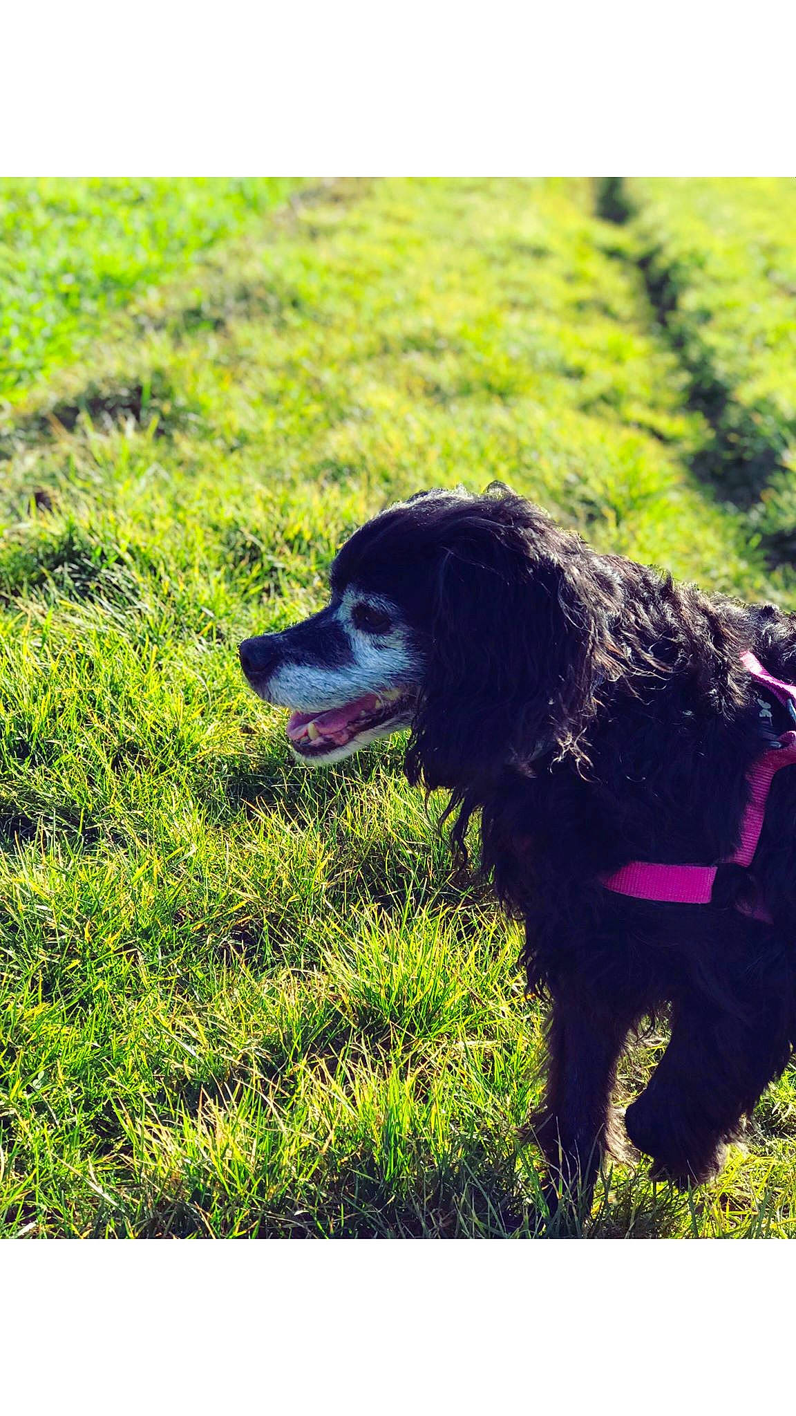 Gypsie a rejoint le concours — aidez-le/la à gagner de superbes lots ! boykin_spaniel, canidae, carnivore, cocker_spaniel, dog, dog_breed, english_cocker_spaniel, flat_coated_retriever, grass, green, hunting_dog, labrador_retriever, newfoundland, plant, retriever, snapshot, spaniel, sporting_group, tail