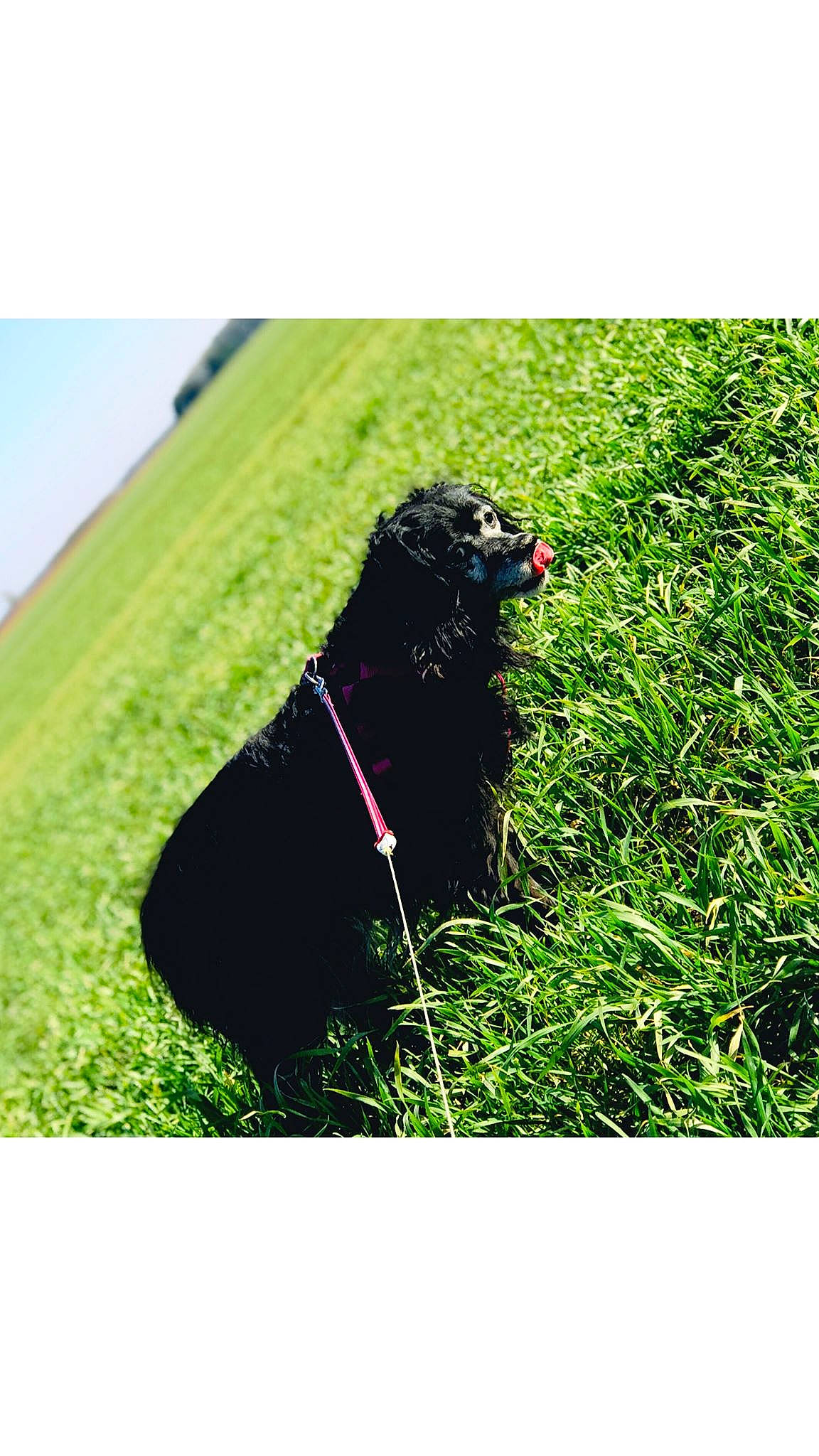Gypsie a rejoint le concours — aidez-le/la à gagner de superbes lots ! canidae, carnivore, dog, dog_breed, flat_coated_retriever, grass, green, lawn, newfoundland, shadow, sporting_group, working_dog