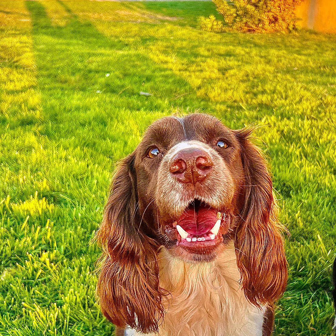 Ster participe au concours pour gagner de l'argent avec cette photo : animal, architecture, building, canine, car, dog, field, grass, grassland, lawn, machine, nature, outdoors, pet, plant, shelter, spoke, transportation, tree, vehicle