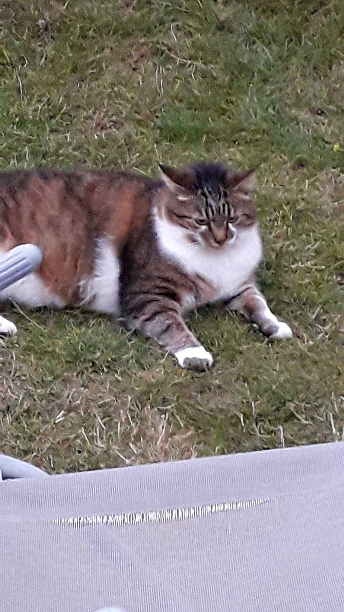 Boby a rejoint le concours — aidez-le/la à gagner de superbes lots ! carnivore, cat, domestic_short_haired_cat, fawn, felidae, fur, small_to_medium_sized_cats, snout, tail, terrestrial_animal, toe, vertebrate, whiskers