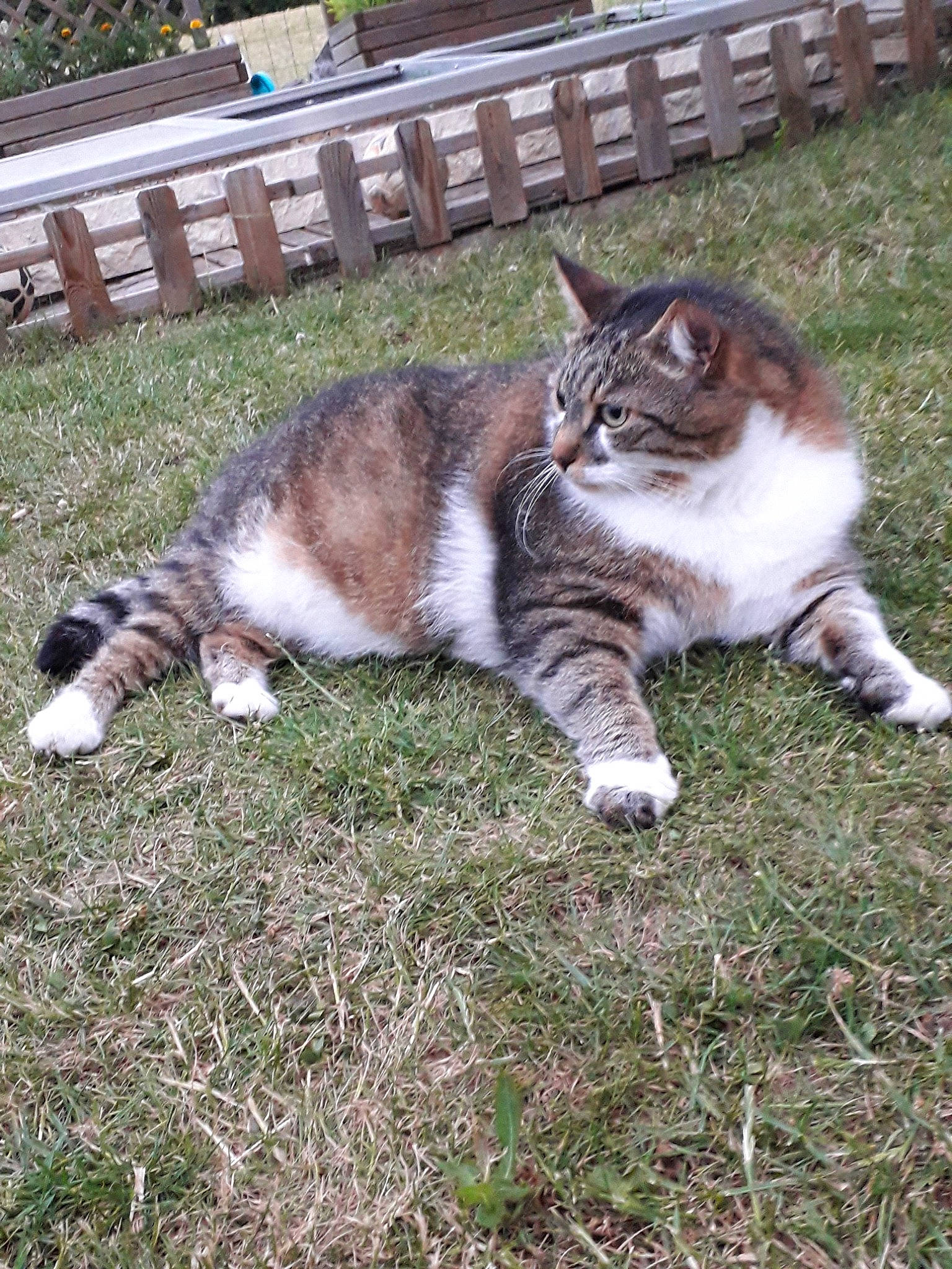 Boby a rejoint le concours — aidez-le/la à gagner de superbes lots ! bench, carnivore, cat, domestic_short_haired_cat, felidae, fur, grass, mammal, outdoor_furniture, small_to_medium_sized_cats, tail, terrestrial_animal, vertebrate, whiskers