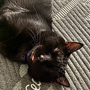 Loki is registered to the contest to win money with this photo: adorable, animal, black_cat, carpet, cat, close_up, cozy, cute, domestic_cat, fur, indoor, mammal, peaceful, pet, relaxed, resting, sleeping, texture, tongue_out, whiskers