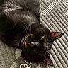 adorable, animal, black_cat, carpet, cat, close_up, cozy, cute, domestic_cat, fur, indoor, mammal, peaceful, pet, relaxed, resting, sleeping, texture, tongue_out, whiskers