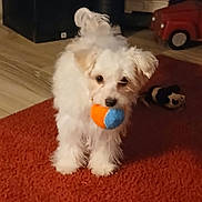 Otis joined the competition — help win amazing prizes! animal, ball, car_toy, carpet, cute, dog, floor, fur, home, indoor, living_room, pet, pet_toy, playful, playtime, puppy, red_carpet, small_dog, toy, white_fur