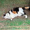 Bella Burger joined the competition — help win amazing prizes! cat, calico_cat, animal, pet, fur, relaxing, lounging, outdoor, green_surface, red_container, whiskers, tail, paw, sleeping, resting, domestic_cat, feline, cute, fluffy, nature