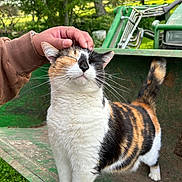 Bella Burger joined the competition — help win amazing prizes! cat, calico, pet, animal, hand, scratching, outdoor, greenery, farm, equipment, tail, fur, whiskers, happy, domestic, mammal, nature, closeup, cute, playful