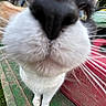 Bella Burger joined the competition — help win amazing prizes! cat, close_up, nose, whiskers, curious, outdoor, greenery, gas_canister, playful, animal, pet, fur, white_paws, black_and_white_fur, texture, funny_perspective, blurred_background, nature, daylight, exploration