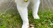 Bella Burger joined the competition — help win amazing prizes! cat, whiskers, nose, collar, bow_tie, bell, grass, outdoor, pet, animal, close_up, feline, walking, white_paws, fur, nature, blurred_background, cute, domestic_cat, front_legs
