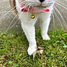 cat, whiskers, nose, collar, bow_tie, bell, grass, outdoor, pet, animal, close_up, feline, walking, white_paws, fur, nature, blurred_background, cute, domestic_cat, front_legs