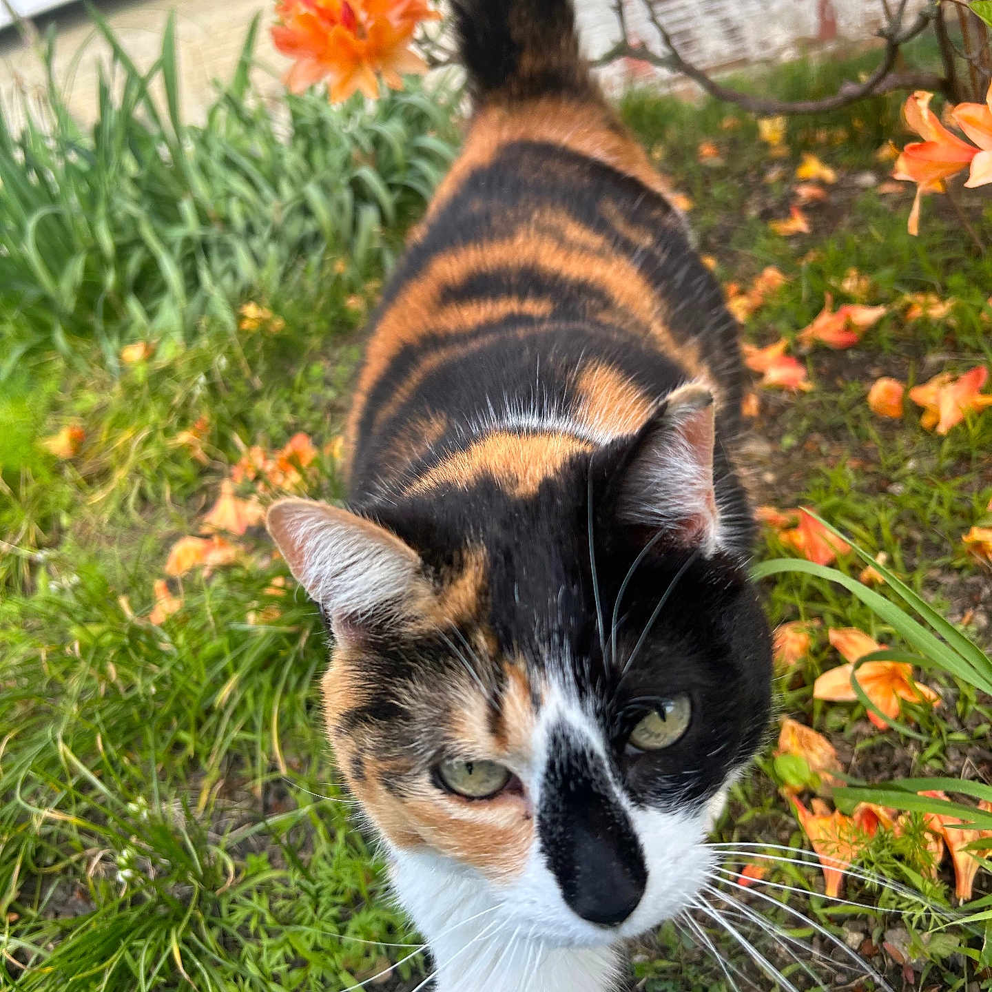 Bella Burger is registered to the contest to win money with this photo: cat, calico_cat, animal, pet, outdoor, garden, flowers, orange_flowers, greenery, grass, nature, whiskers, fur, close_up, curious, walking, daylight, leaf, plant, tail