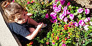 Cersei is registered to the contest to win money with this photo: child, concrete, curly_hair, cute, daylight, exploration, flower_bed, garden, green_leaves, hair_tie, nature, orange_flowers, outdoor, pink_flowers, plant, shadows, sidewalk, sunlight, toddler, young_child