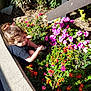child, concrete, curly_hair, cute, daylight, exploration, flower_bed, garden, green_leaves, hair_tie, nature, orange_flowers, outdoor, pink_flowers, plant, shadows, sidewalk, sunlight, toddler, young_child