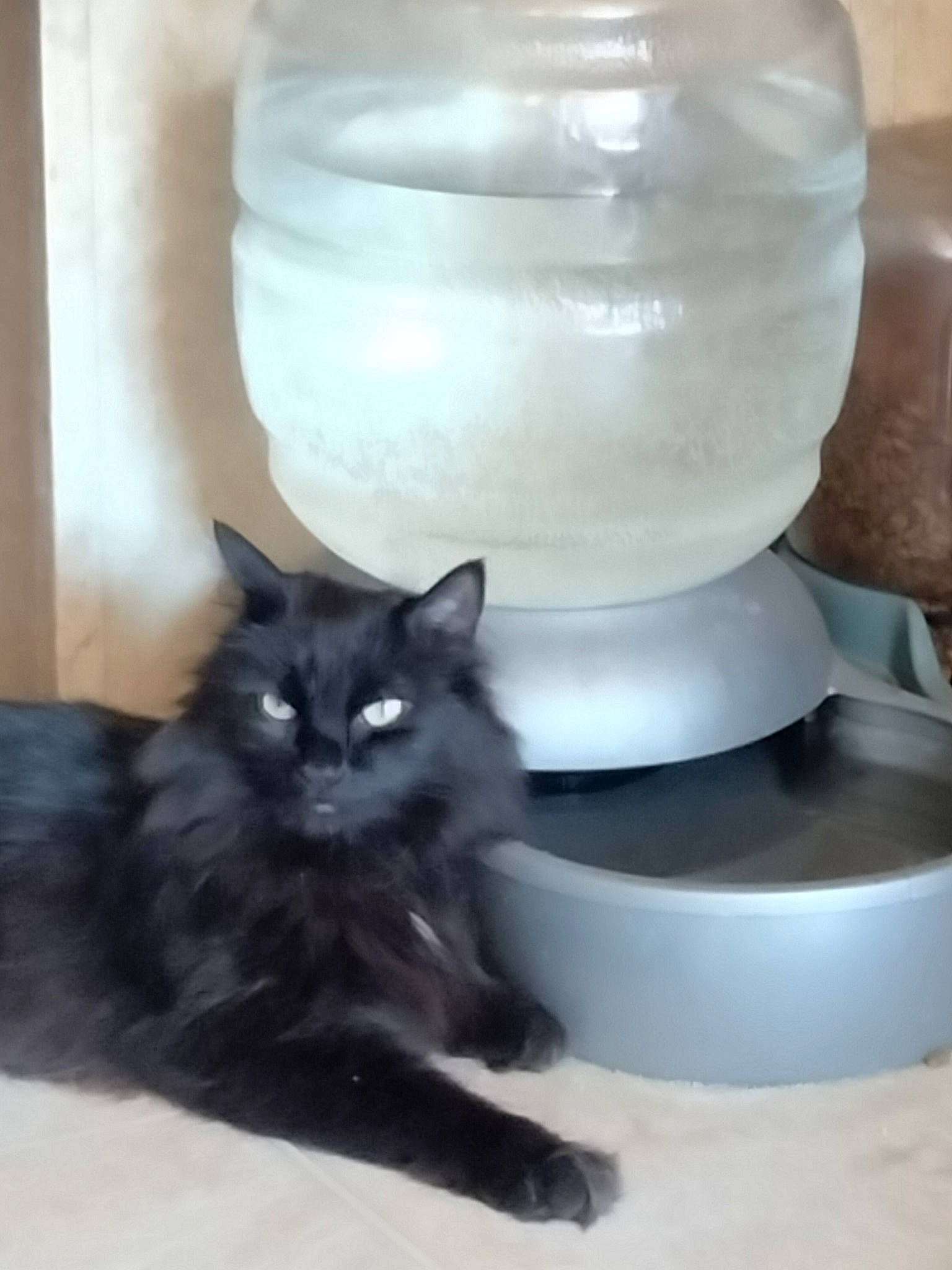 Mouse joined the competition — help win amazing prizes! automotive_tire, black_cat, carnivore, cat, cat_supply, claw, comfort, domestic_short_haired_cat, drinkware, felidae, fur, gas, glass, pet_supply, serveware, small_to_medium_sized_cats, tail, terrestrial_animal, whiskers, white