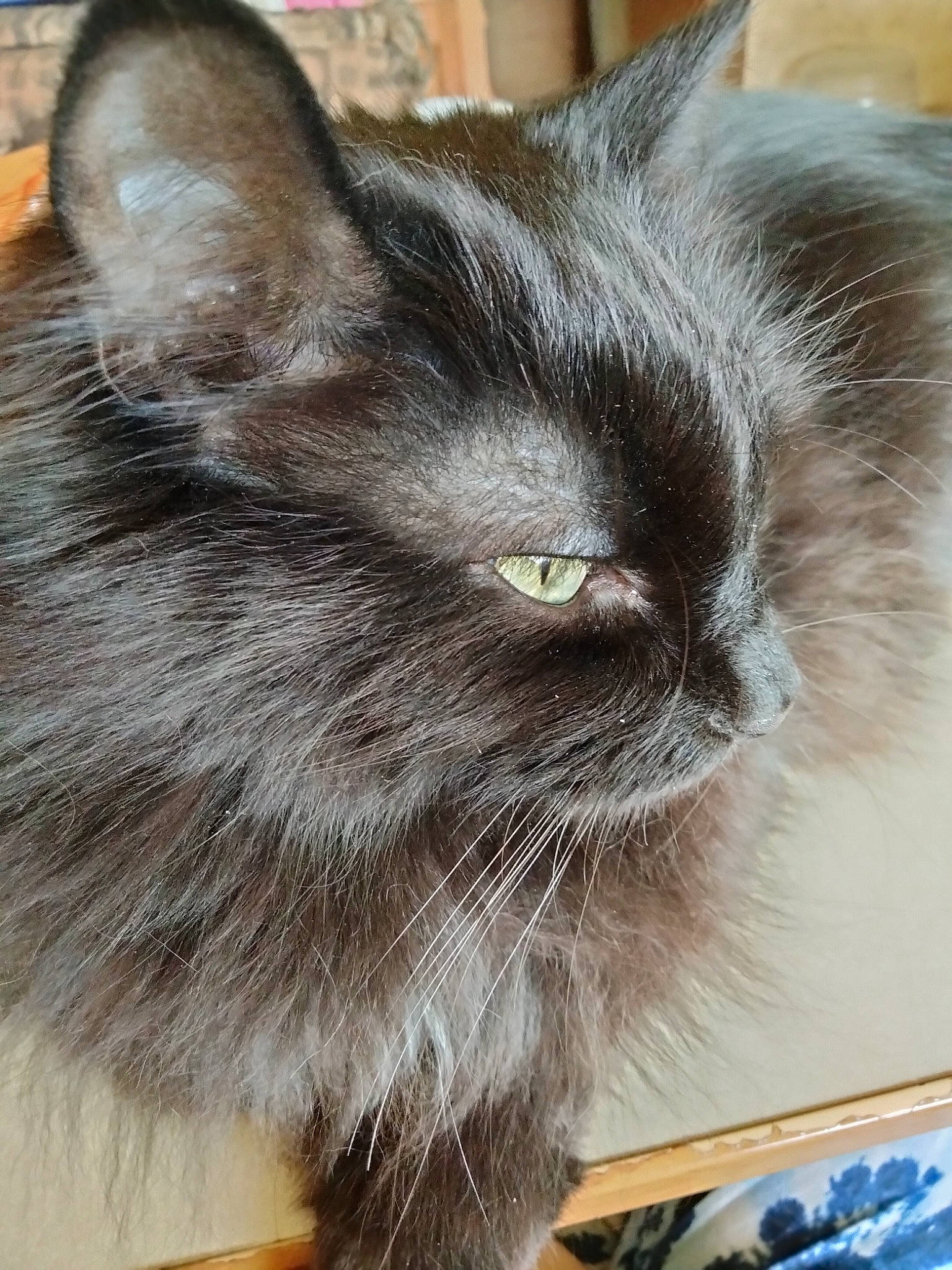Mouse is registered to the contest to win money with this photo: black_cat, british_longhair, carnivore, cat, domestic_short_haired_cat, felidae, flooring, fur, grey, iris, small_to_medium_sized_cats, snout, tail, terrestrial_animal, whiskers