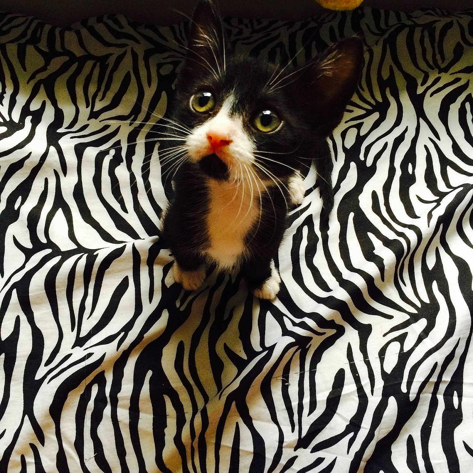 Squatty Mcgillicutty