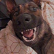 Simba a rejoint le concours — aidez-le/la à gagner de superbes lots ! ancient_dog_breeds, art, canidae, carnivore, companion_dog, dog, dog_breed, fawn, fur, guard_dog, illustration, liver, non_sporting_group, photo_caption, snout, sporting_group, terrestrial_animal, whiskers, working_animal, working_dog