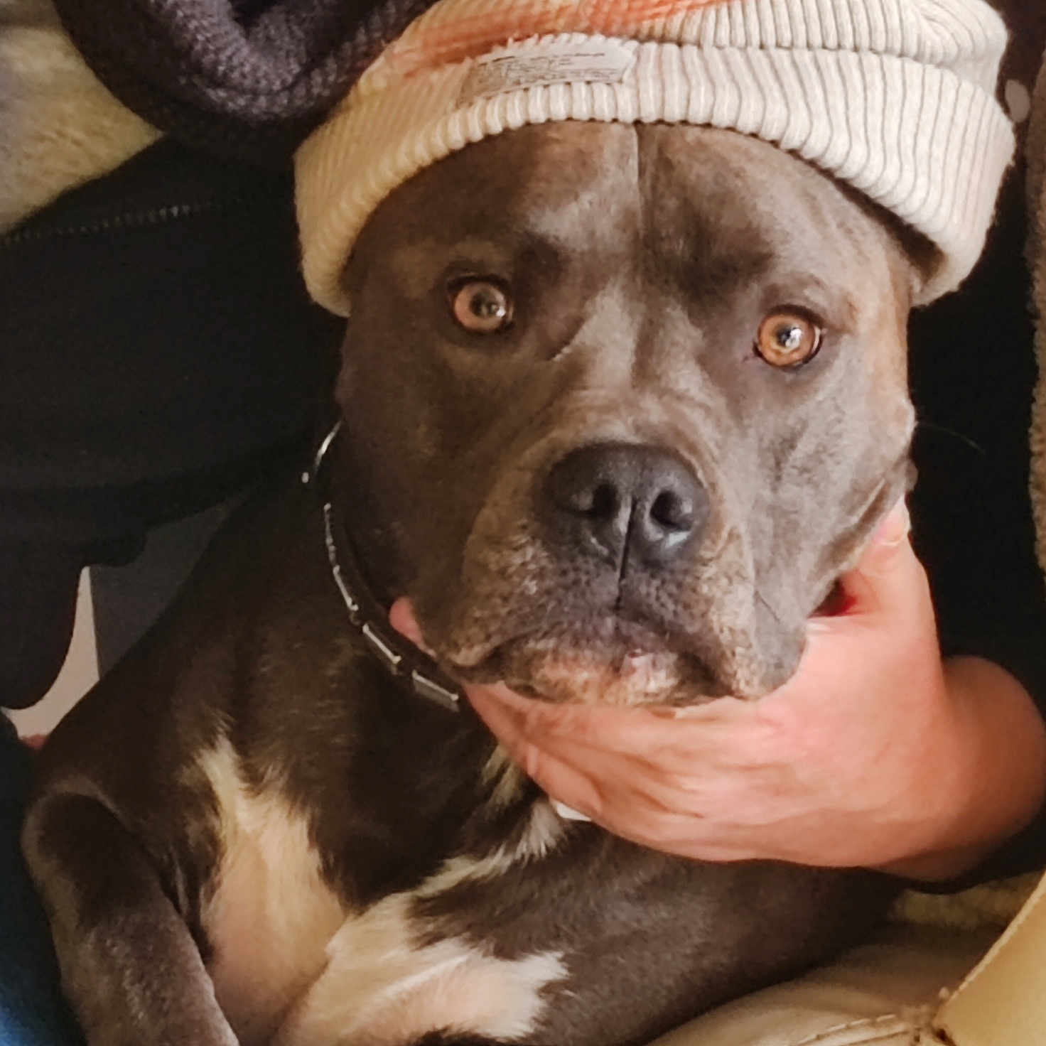 Koro participe au concours pour gagner de l'argent avec cette photo : animal, blanket, bulldog, canine, cap, clothing, couch, dog, face, frenchbulldog, furniture, hat, head, hound, person, pet, photography, pitbull, portrait, puppy