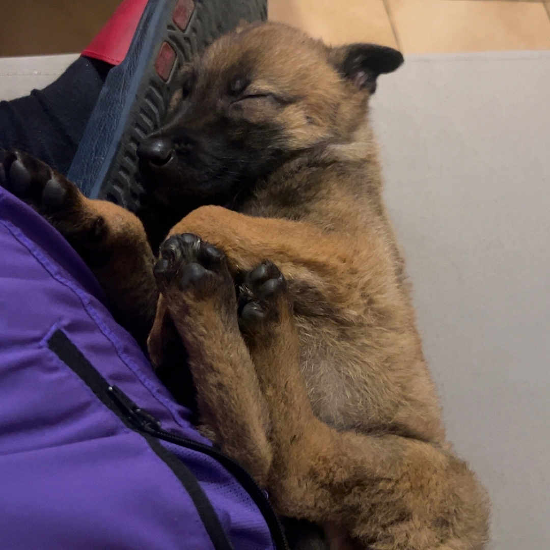 Naya participe au concours pour gagner de l'argent avec cette photo : accessories, animal, canine, chair, clothing, couch, dog, footwear, fox, furniture, germanshepherd, person, pet, policedog, puppy, runningshoe, shoe, sleeping, sneaker, strap