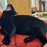 Uka participe au concours pour gagner de l'argent avec cette photo : black_cat, cat, pet, animal, yawning, claws, indoor, couch, orange_couch, furniture, relaxing, fur, paw, mouth_open, teeth, whiskers, home, resting, domestic_cat, sleepy