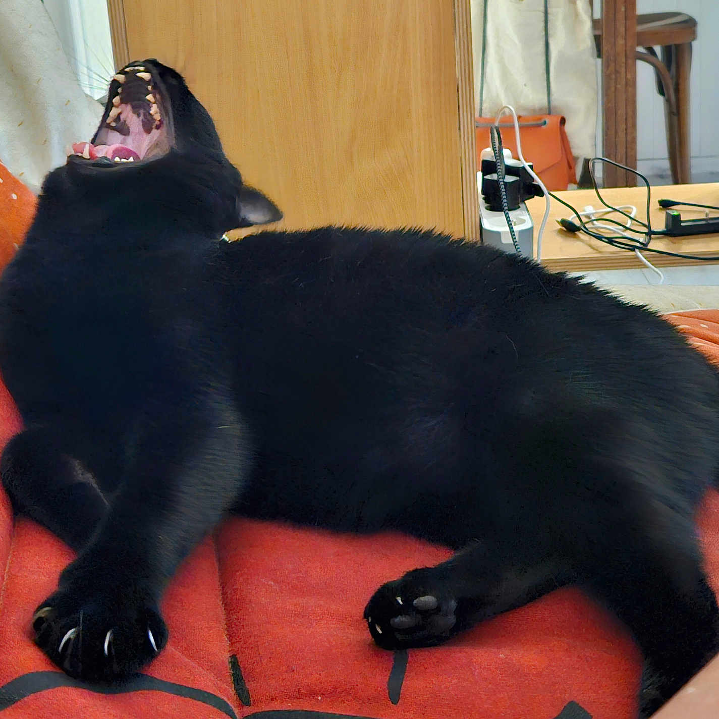 Uka participe au concours pour gagner de l'argent avec cette photo : animal, black_cat, cat, claws, couch, domestic_cat, fur, furniture, home, indoor, mouth_open, orange_couch, paw, pet, relaxing, resting, sleepy, teeth, whiskers, yawning