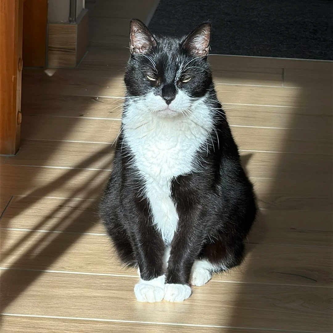 Titi