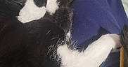 Titi participe au concours pour gagner de l'argent avec cette photo : cat, black_and_white, sleeping, relaxed, curled_up, paws, whiskers, closed_eyes, fur, tuxedo_cat, pet, indoor, bed, blanket, blue_fabric, paisley_pattern, cozy, resting, animal_portrait, nap