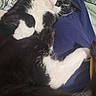 cat, black_and_white, sleeping, relaxed, curled_up, paws, whiskers, closed_eyes, fur, tuxedo_cat, pet, indoor, bed, blanket, blue_fabric, paisley_pattern, cozy, resting, animal_portrait, nap