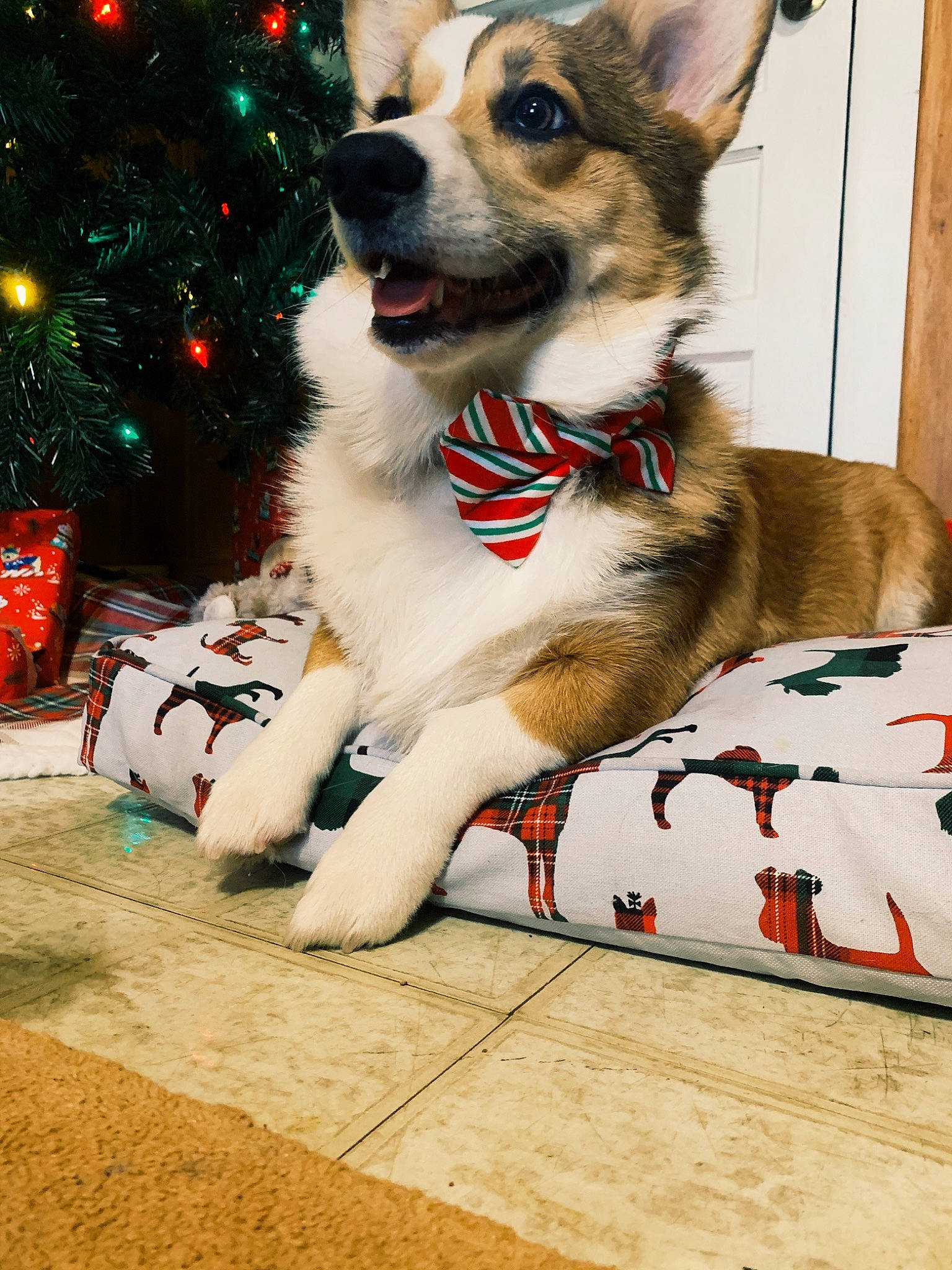 Oliver joined the competition — help win amazing prizes! canidae, carnivore, christmas, christmas_decoration, christmas_tree, collar, companion_dog, dog, dog_breed, dog_collar, dog_supply, event, fawn, fur, holiday, snout, sporting_group, terrestrial_animal, whiskers, working_animal