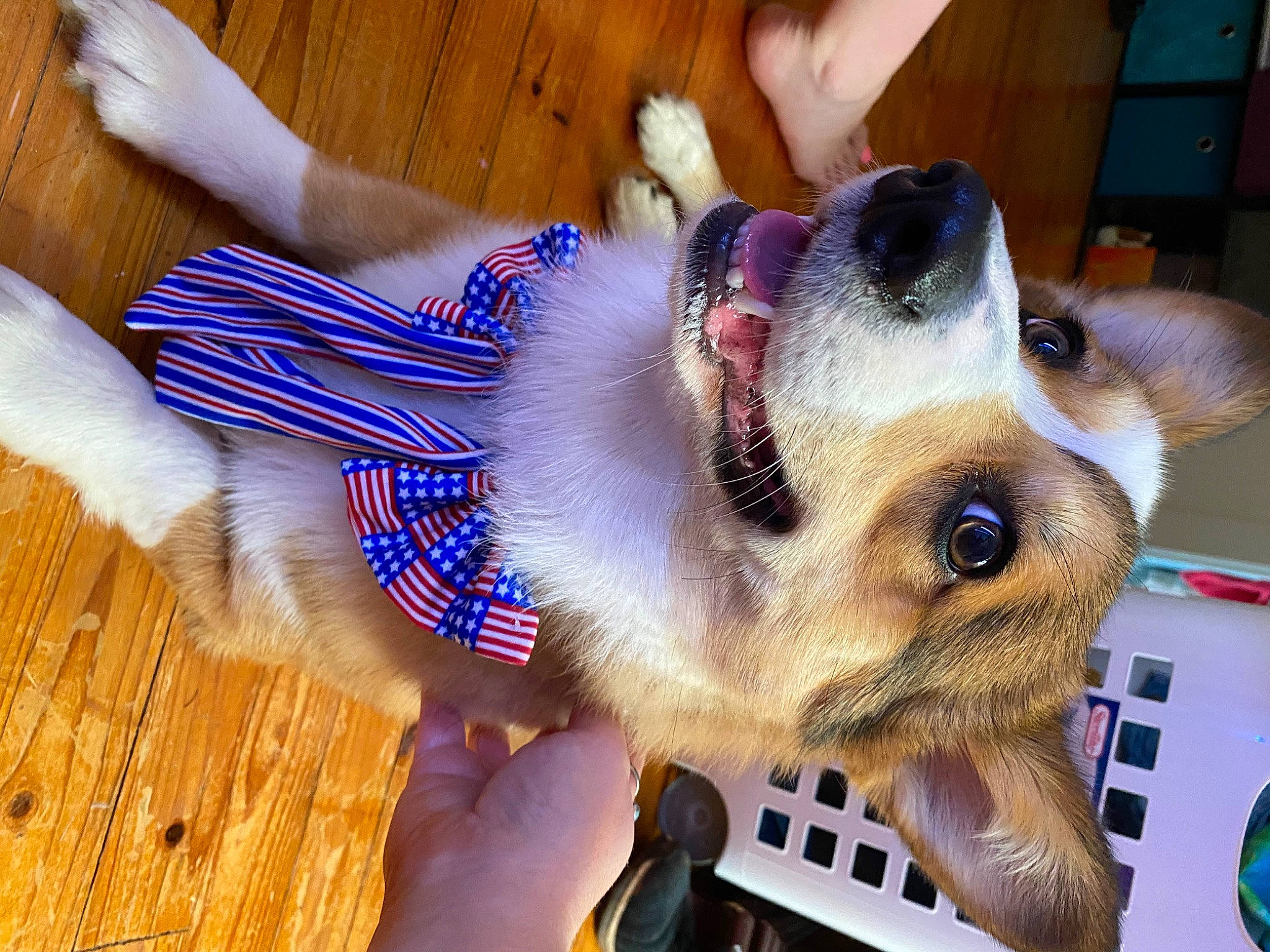 Oliver is registered to the contest to win money with this photo: canidae, carnivore, collar, companion_dog, dog, dog_breed, dog_supply, electric_blue, eyewear, fawn, flooring, fur, hardwood, snout, sporting_group, toy_dog, varnish, whiskers, wood, wood_stain