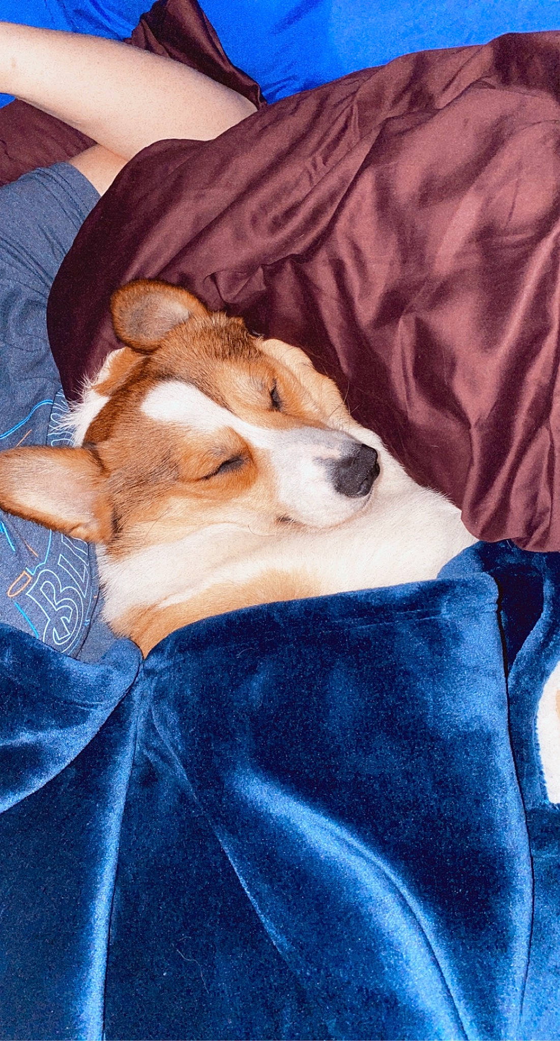 Oliver is registered to the contest to win money with this photo: bed, bed_sheet, bedding, blanket, canidae, carnivore, comfort, companion_dog, dog, dog_breed, electric_blue, fawn, felidae, fur, linens, small_to_medium_sized_cats, snout, sporting_group, whiskers, wood