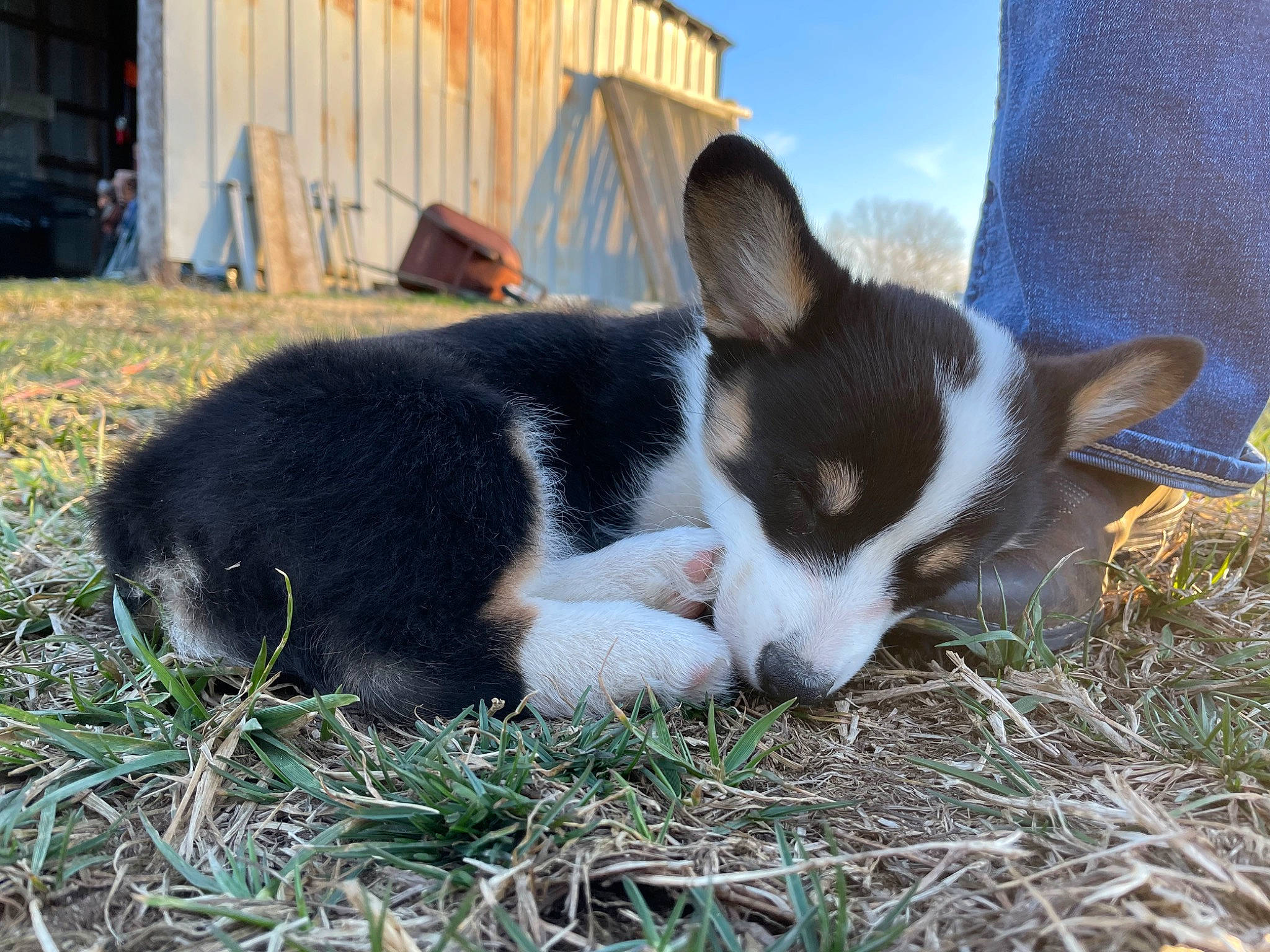 Eleanor is registered to the contest to win money with this photo: canidae, carmine, carnivore, companion_dog, dog_breed, domestic_short_haired_cat, fawn, felidae, fur, grass, plant, sky, small_to_medium_sized_cats, snout, sporting_group, tail, terrestrial_animal, tree, whiskers, window