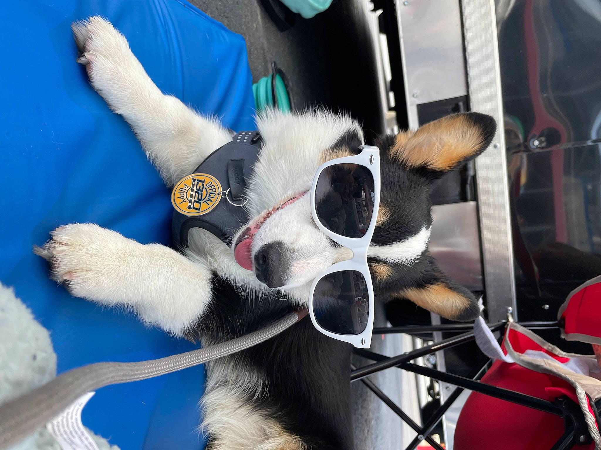 Eleanor is registered to the contest to win money with this photo: canidae, carmine, carnivore, collar, companion_dog, dog, dog_breed, dog_collar, dog_supply, eyewear, fawn, fur, pack_animal, paw, personal_protective_equipment, pet_supply, snout, sporting_group, whiskers, working_animal