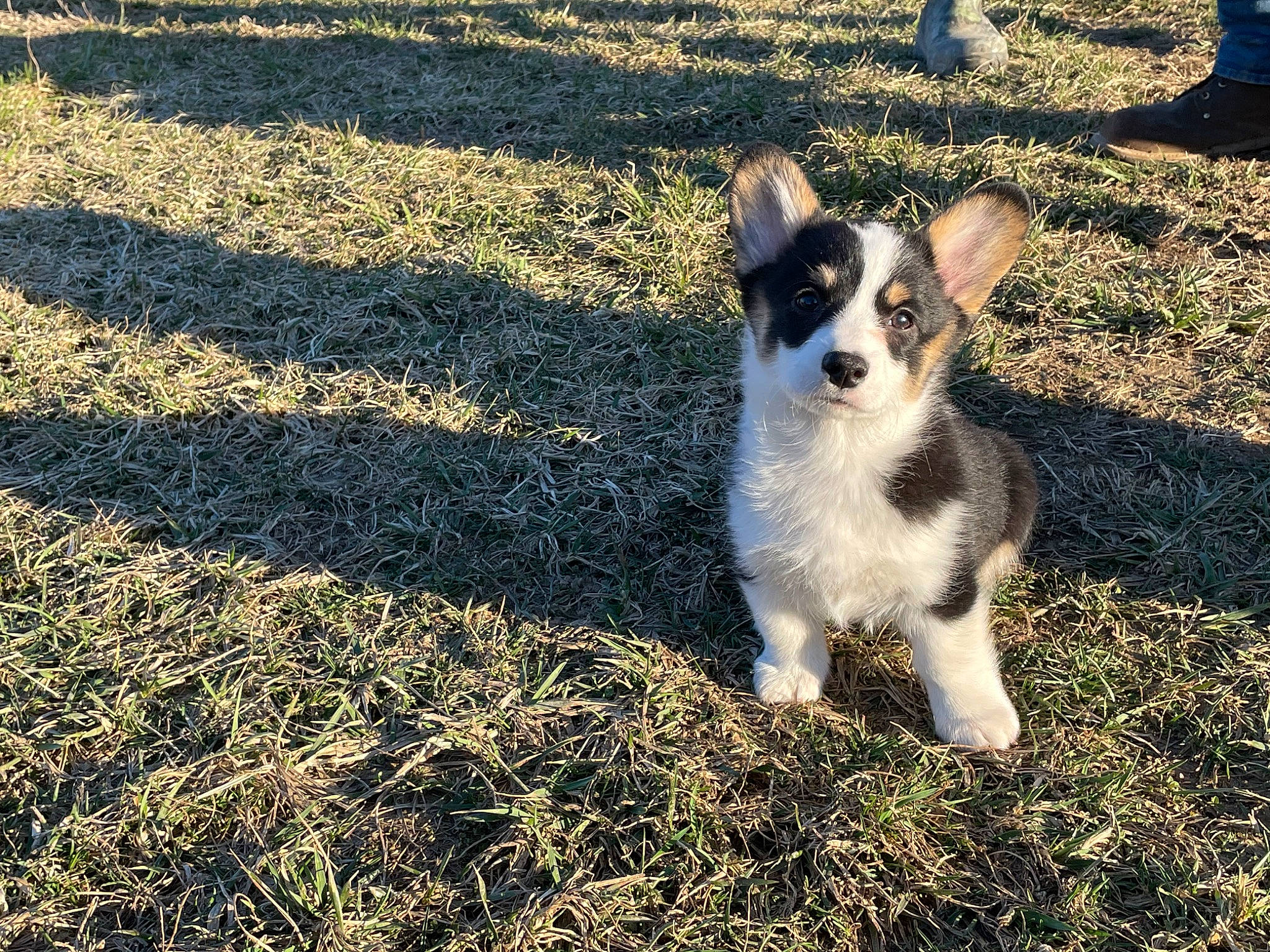 Eleanor joined the competition — help win amazing prizes! canidae, carnivore, companion_dog, dog, dog_breed, fawn, field, fur, grass, grassland, happy, plant, shadow, snout, soil, sporting_group, tail, terrestrial_animal, whiskers, wildlife