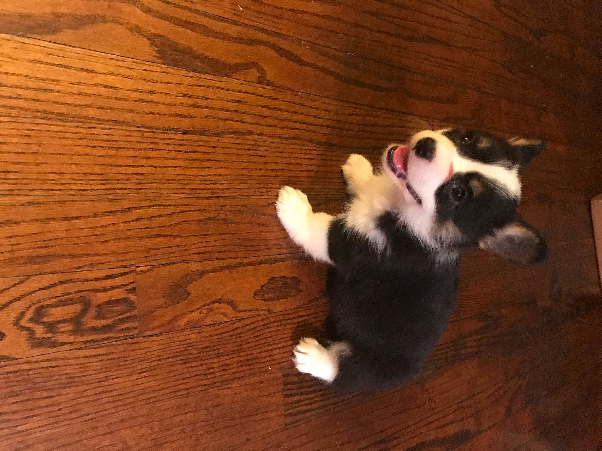 Eleanor is registered to the contest to win money with this photo: carnivore, comfort, companion_dog, dog_breed, fawn, felidae, floor, flooring, hardwood, laminate_flooring, paw, small_to_medium_sized_cats, snout, tail, terrestrial_animal, varnish, whiskers, wood, wood_flooring, wood_stain