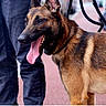 dog, belgian_malinois, canine, animal, pet, leash, tongue_out, walking, sidewalk, urban, person, pants, street, outdoor, closeup, brown, black, happy, alert, companion
