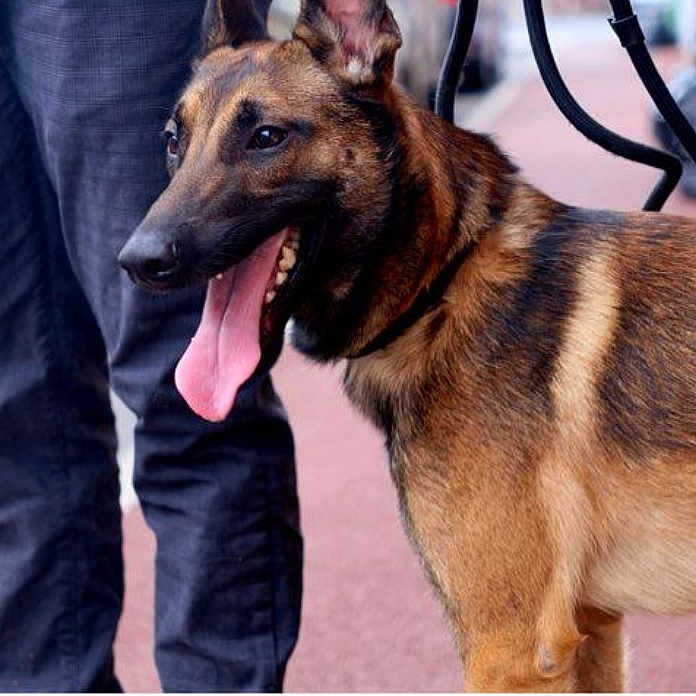 Onyx participe au concours pour gagner de l'argent avec cette photo : dog, belgian_malinois, canine, animal, pet, leash, tongue_out, walking, sidewalk, urban, person, pants, street, outdoor, closeup, brown, black, happy, alert, companion