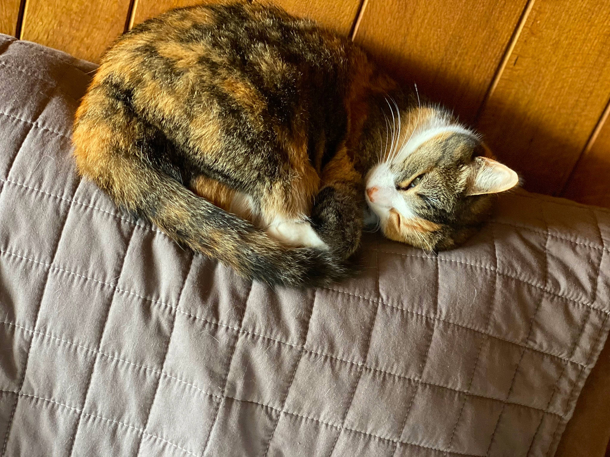 Melba a rejoint le concours — aidez-le/la à gagner de superbes lots ! carnivore, cat, claw, comfort, domestic_short_haired_cat, felidae, fur, grey, linens, nap, paw, sleep, small_to_medium_sized_cats, snout, tail, terrestrial_animal, whiskers, wood