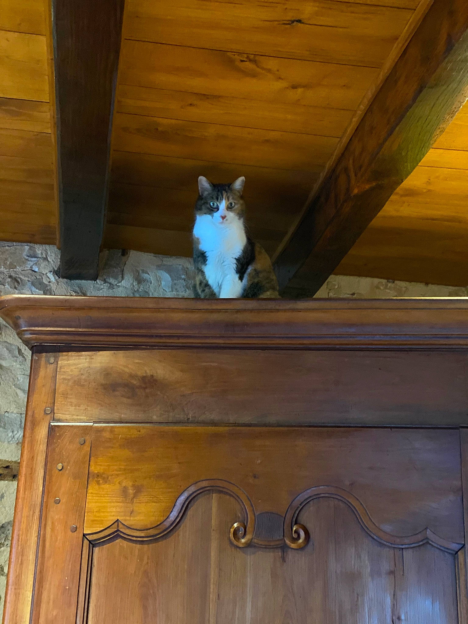 Melba a rejoint le concours — aidez-le/la à gagner de superbes lots ! cabinetry, carnivore, cat, chest_of_drawers, door, door_knocker, drawer, fawn, felidae, floor, handle, interior_design, light, line, shelf, table, wall, window, wood, wood_stain