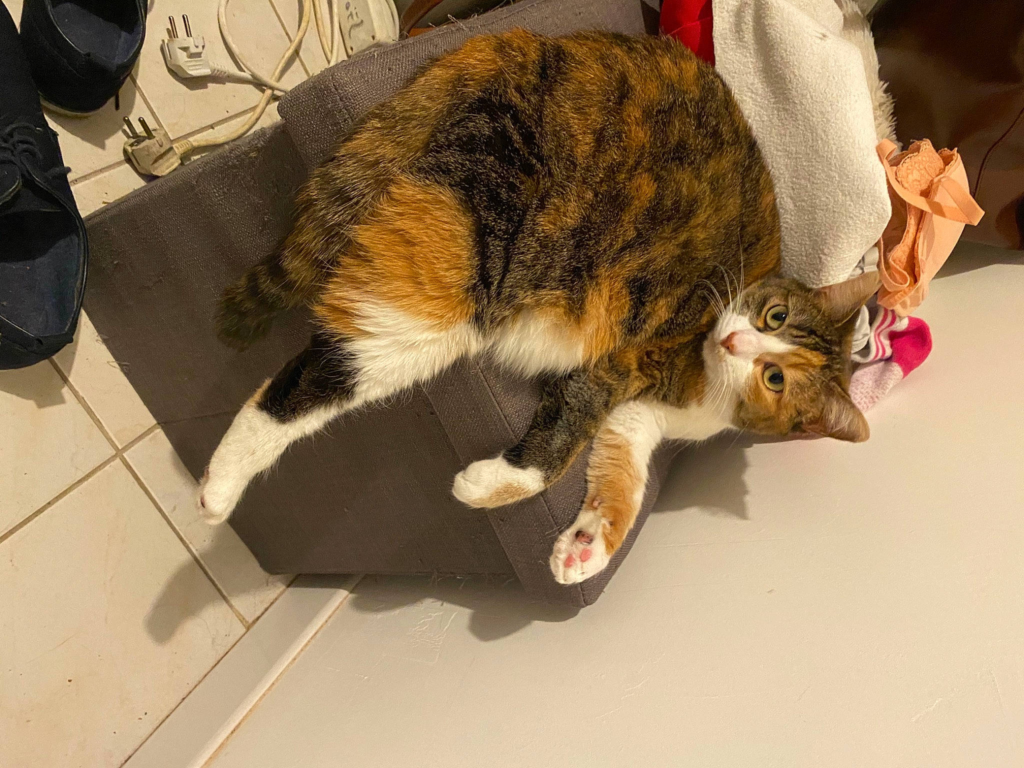 Melba participe au concours pour gagner de l'argent avec cette photo : carnivore, cat, claw, comfort, domestic_short_haired_cat, felidae, flooring, fur, nap, paw, small_to_medium_sized_cats, snout, tail, whiskers, wood