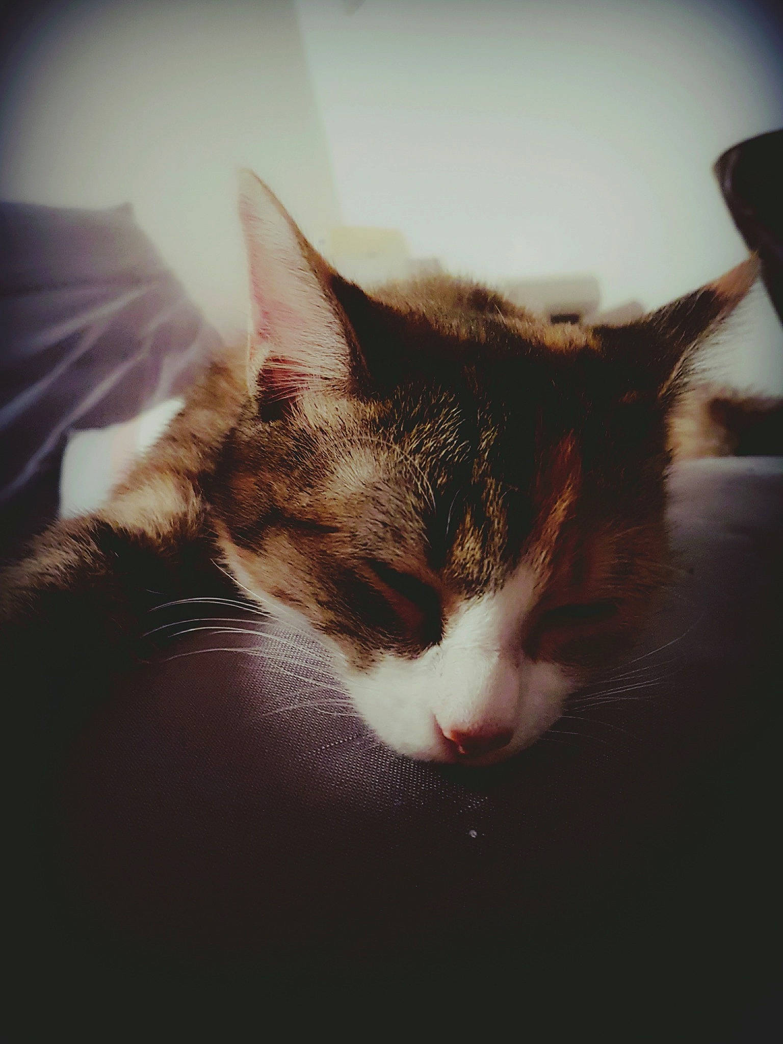 Melba a rejoint le concours — aidez-le/la à gagner de superbes lots ! carnivore, cat, cloud, comfort, darkness, domestic_short_haired_cat, felidae, fur, meteorological_phenomenon, nap, paw, sky, small_to_medium_sized_cats, snout, tail, tints_and_shades, tree, whiskers, window, wood