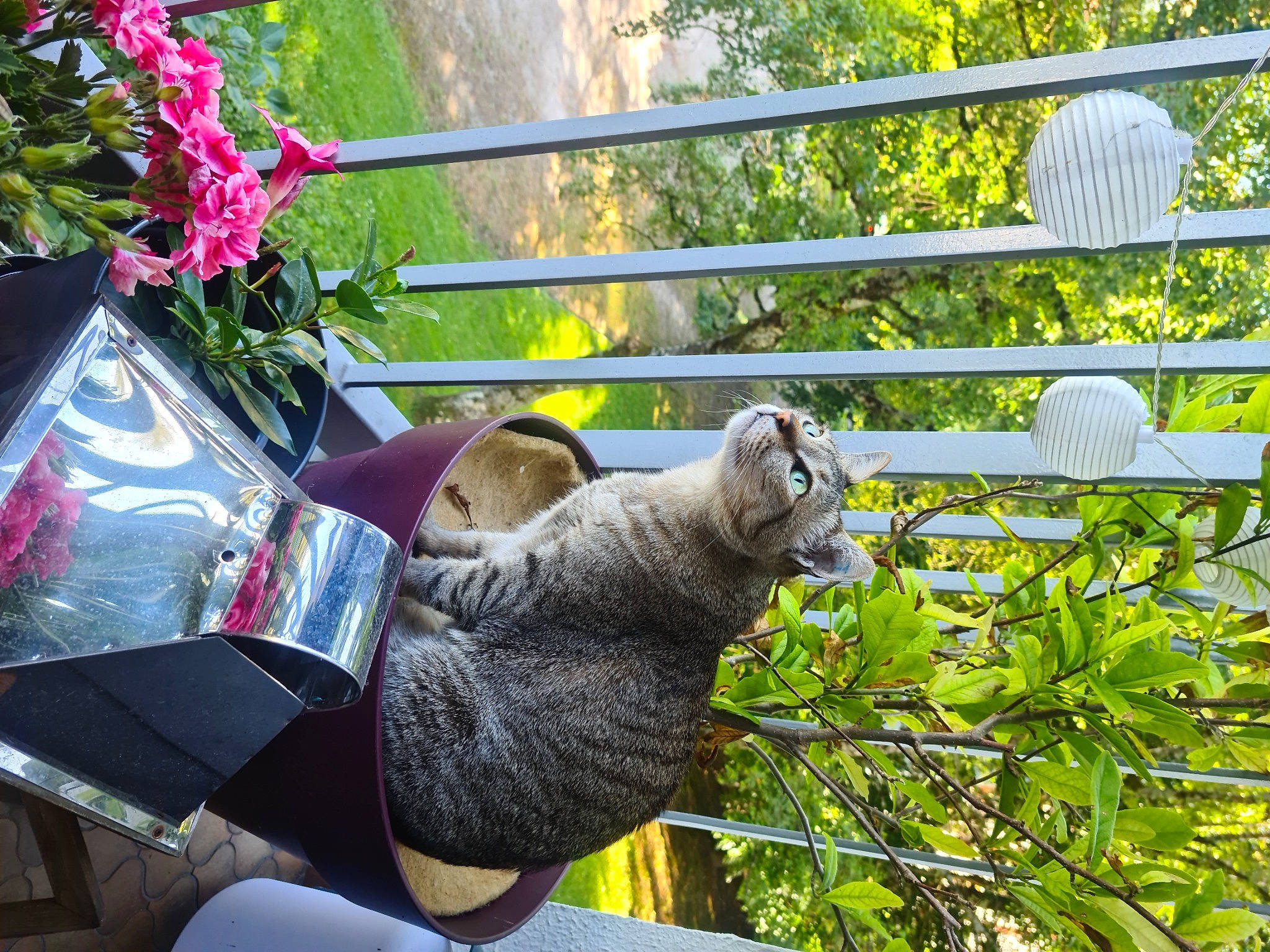 Thyda a rejoint le concours — aidez-le/la à gagner de superbes lots ! annual_plant, art, botany, fawn, fence, flower, fur, garden, grass, lawn_ornament, leaf, leisure, magenta, petal, plant, shrub, spring, terrestrial_animal, tree, woody_plant