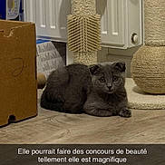 Loumi a rejoint le concours — aidez-le/la à gagner de superbes lots ! animal, box, cardboard_box, cat, cozy, cute, domestic, feline, flooring, folded_ears, gray_cat, home, indoor, looking, pet, radiator, relaxed, scratching_post, sitting, wooden_floor
